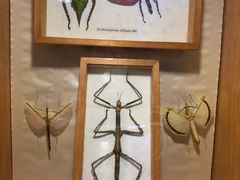 -上海大自然野生昆虫馆(东方明珠·爬宠昆虫探索中心)