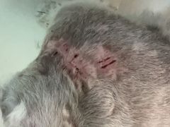 -贝康宠物医院·犬猫全科·小动物特色诊疗中心(东环路店)