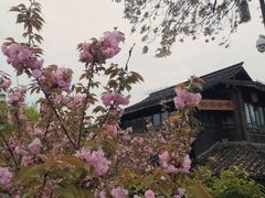 -运河游船(武林门码头)