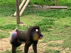 -杭州野生动物世界