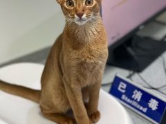 -萌兽医馆·绝育·24小时内科·宠物医院(德胜店)