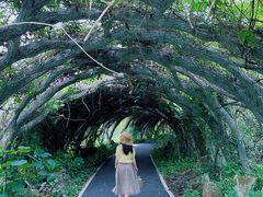 -广西壮族自治区药用植物园