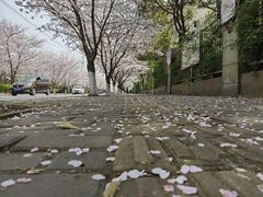 -高东镇樱花园
