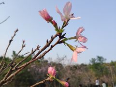 -聚龙山公园