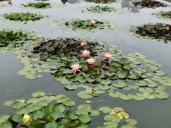 -莲花池公园