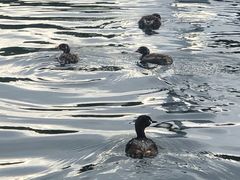 -井之头恩赐公园