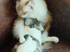 -猫咪咖啡店(新城大街店)