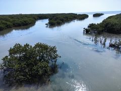 -北海金海湾红树林生态旅游区