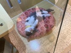 -momokira米努特·德文卷毛猫·棉花面纱犬