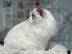 -爱洗澡的猫(天河路店)