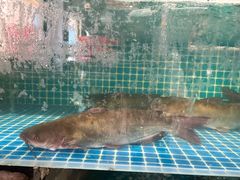 -大鹅岛灶台鱼·铁锅炖(水库路店)