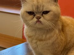 -喜柴咖啡·柴犬狗咖
