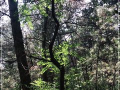 -帽儿山国家森林公园