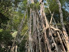-中国科学院西双版纳热带植物园