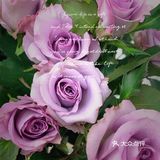 四十块的美丽[爱心]送给生活～