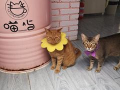 -喵屿·大理花园猫咖