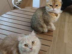 -唐小姐の私宠·宠物洗护美容·撸猫馆·购宠(周浦万达旗舰店)