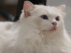 -瞄一喵猫咖(格力海岸店)