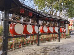 -合肥滨湖国家森林公园