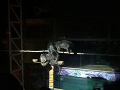 -清迈夜间动物园
