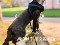 -十年猫舍·猫咪专门店(普陀店)