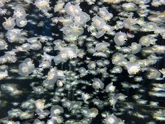 -太平洋海底世界