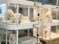 -翊宠yipet猫狗购宠庄园犬舍•猫舍