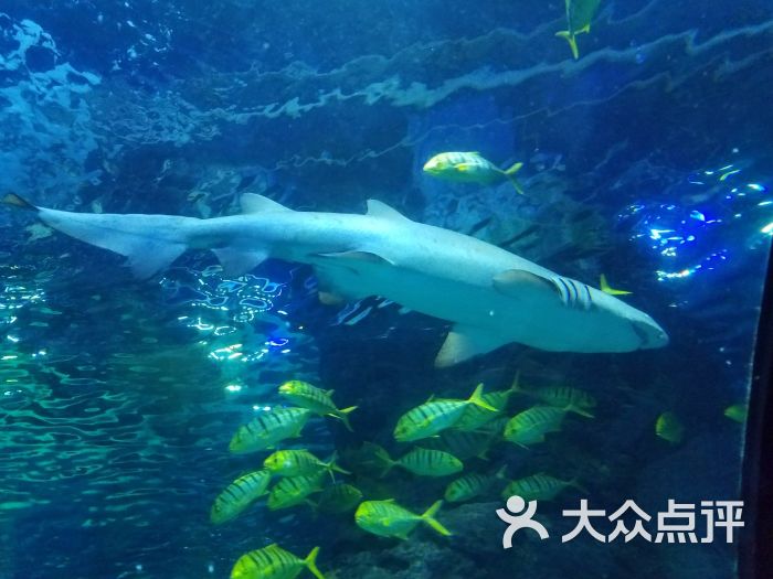 长风海洋世界好玩吗(长风海洋世界跟水族馆哪个好玩)