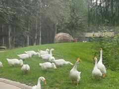 -北京野生动物园