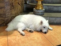 -more than meow吴止猫主题餐厅(承德 中船汇店)