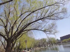-泰丰公园