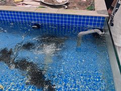 -魚當家