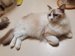 -猫在这儿猫咪咖啡馆·撸猫馆