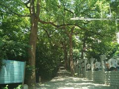 -上海佘山国家森林公园西佘山园