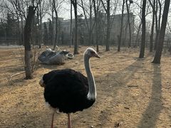 -大连森林动物园