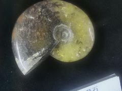 -贝壳梦幻世界