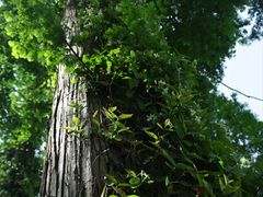 -黄海国家森林公园