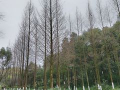 -重庆彩云湖湿地公园