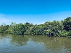 -东寨港红树林旅游区