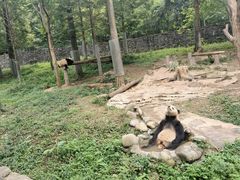 -都江堰中华大熊猫苑