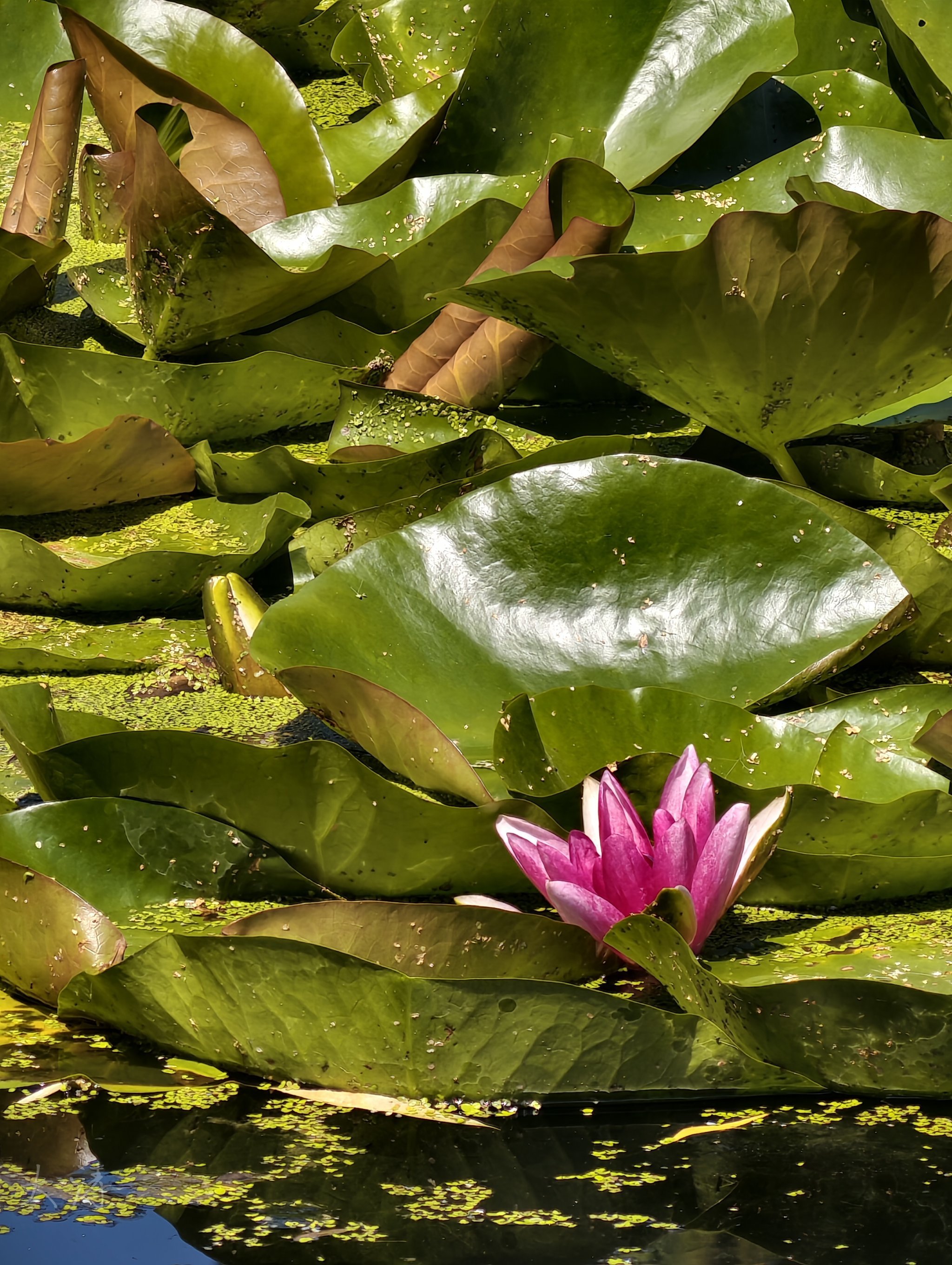 大连市劳动公园荷花池