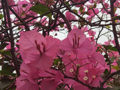 -清平中药材专业市场