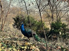 -北京麋鹿生态实验中心