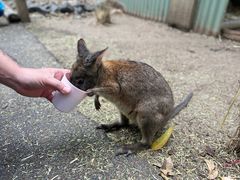 -费瑟代尔野生动物园