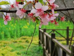 -顾村公园