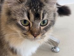 -共舞时光猫咖·狗咖(新街口店)
