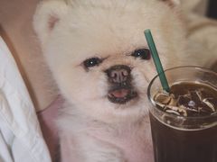 -NokNok Coffee(宽窄巷子店)