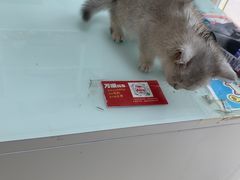 -宠福鑫康馨动物医院·骨科·眼科