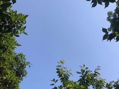 -南山植物园