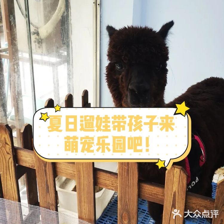 带孩子来南京亲子宠物乐园和萌宠互动吧！